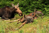 Dreaming Moose Calves