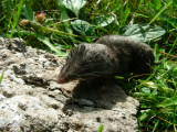 Short-tailed Shrew