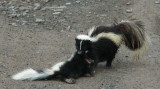 Skunk dragging dead offspring