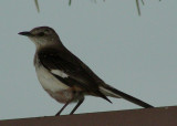 Northern Mockingbird