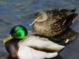 Mallard