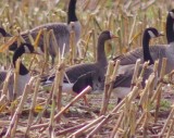 Greater White Fronted goose