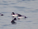 Common and Barrows Goldeneye males