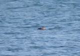 King Eider Female