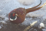 Ringnecked Pheasant male