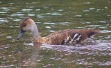 West Indian Whistling duck