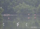 Greater Flamingos