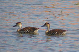 West Indian Whistling ducks