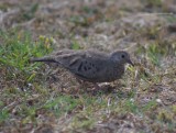 Common Ground dove