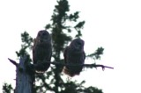 Barred owl pair