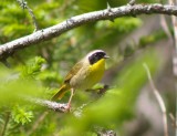 Common Yellowthroat