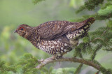 Spruce Grouse female