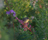 Common Yellowthroat