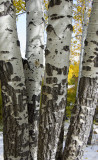 birch trunks