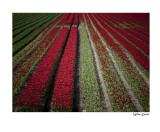 tulipfields