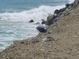 Malibu Seagull Sunday