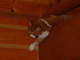Peanut the cat <br> playing upstairs