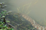 Water snake_6429