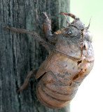Locust Shell_14193