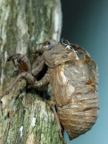 Locust Shell_14197