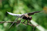 Dragonfly_14333