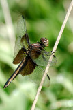 Dragonfly_14545