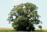Lone Tree_15095-orton