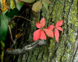 Poison Oak_15590