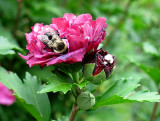 Bumble Bee on Flowering Hawthorn Bush