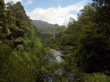 Forest in The Coromandel