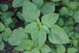 Jamaican callaloo (Amaranth)