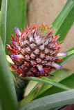 Pineapple with flowers