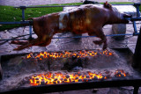 Wild Boar on the spit