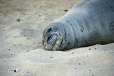 Hawaiian Monk Seal on Kaalawai Beach
