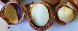 Macadamia nuts, a closer look