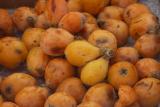 Loquats (Eriobotrya japonica )