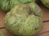 Cherimoya  (Annona cherimola )