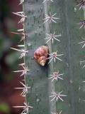 A stroll thru the cactus