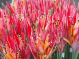 Heliconia