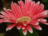 African Daisy