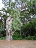 Bo Tree (Ficus religiosa)