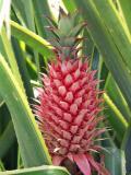 Ornamental pineapple