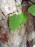 Bo Tree leaf detail