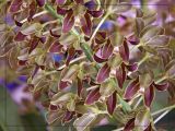 A shower of orchids (Grammatophyllum scriptum )