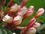 Striped Plumeria