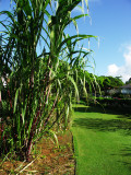 Sugar cane plant (Saccharum)