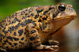 175 American Toad close up 1.jpg