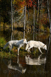 178 Arctic Wolves 2.jpg