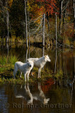 178 Arctic Wolves 3.jpg