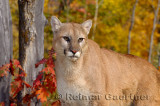 179 Cougar 1.jpg